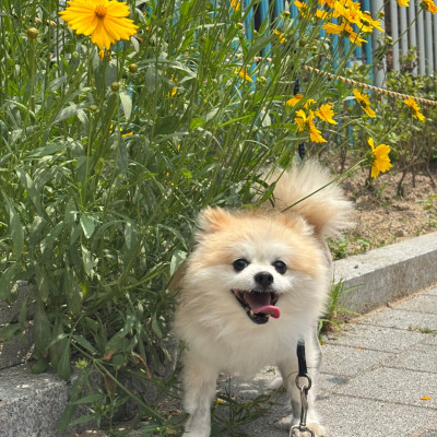 두유 입양 신청 재개합니다!♥