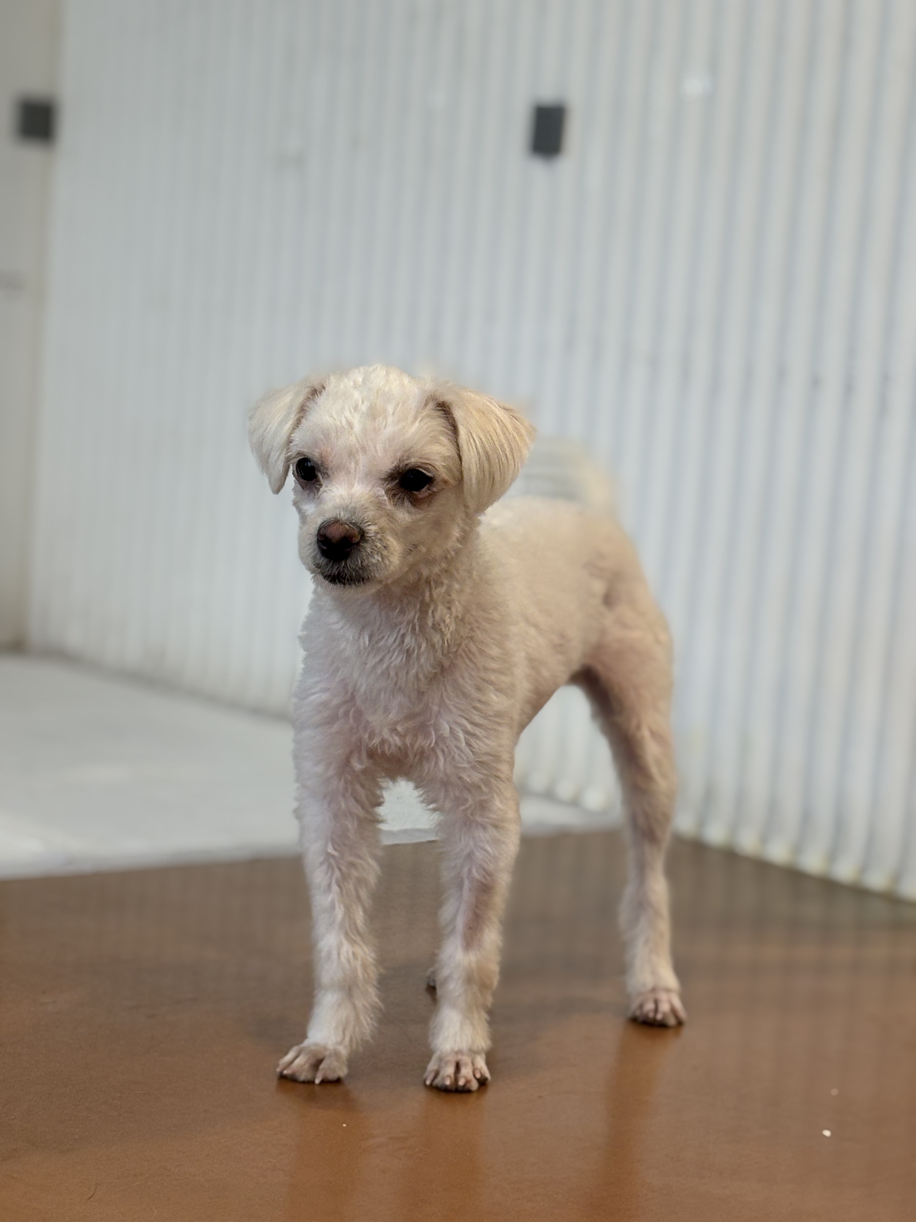 9ff6824c08da32726766aa191b43e3a6_1765420305_2754.jpg 9ff6824c08da32726766aa191b43e3a6_1765420305_2754.jpg