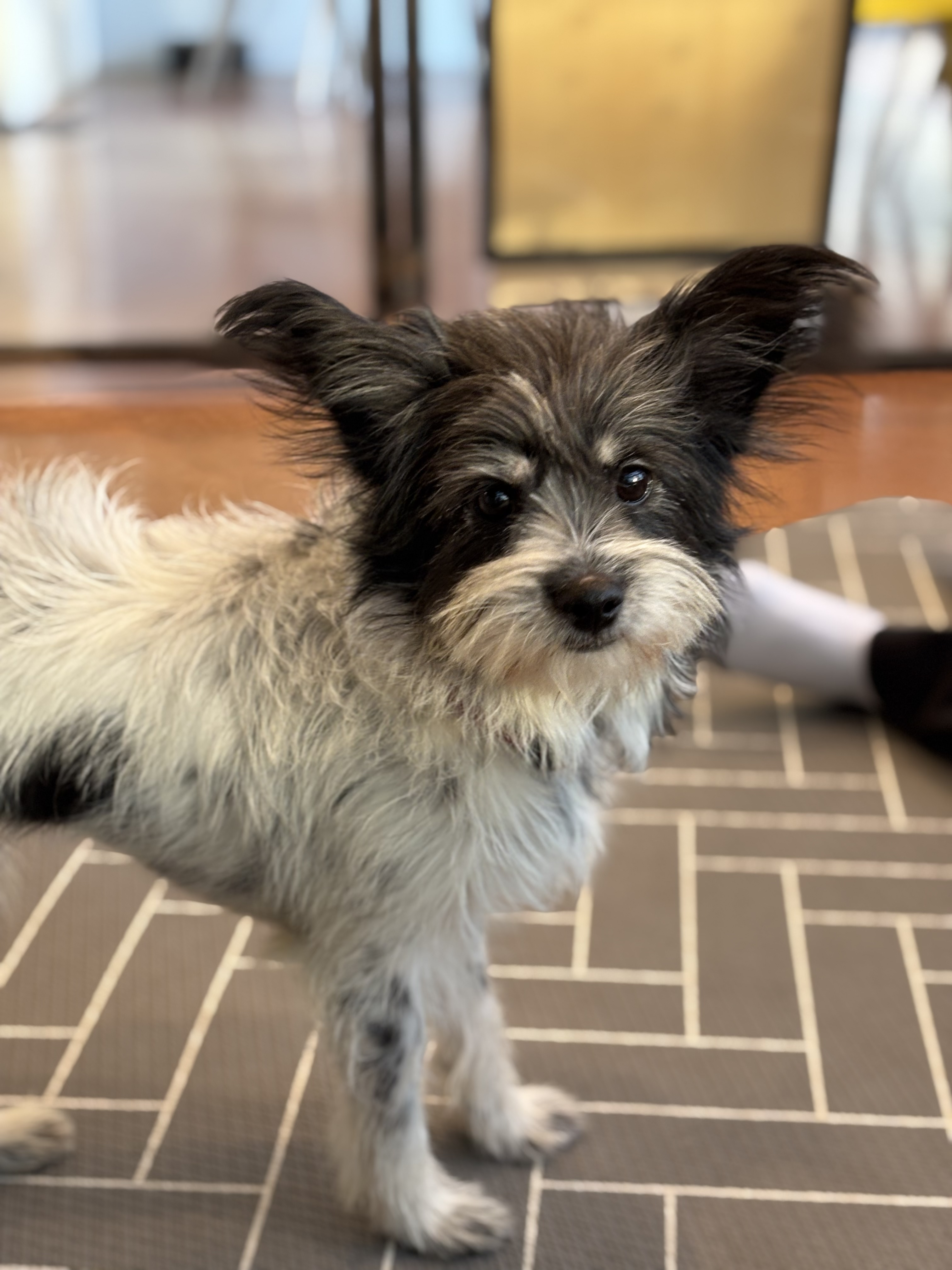 9ff6824c08da32726766aa191b43e3a6_1765420401_1555.jpg 9ff6824c08da32726766aa191b43e3a6_1765420401_1555.jpg