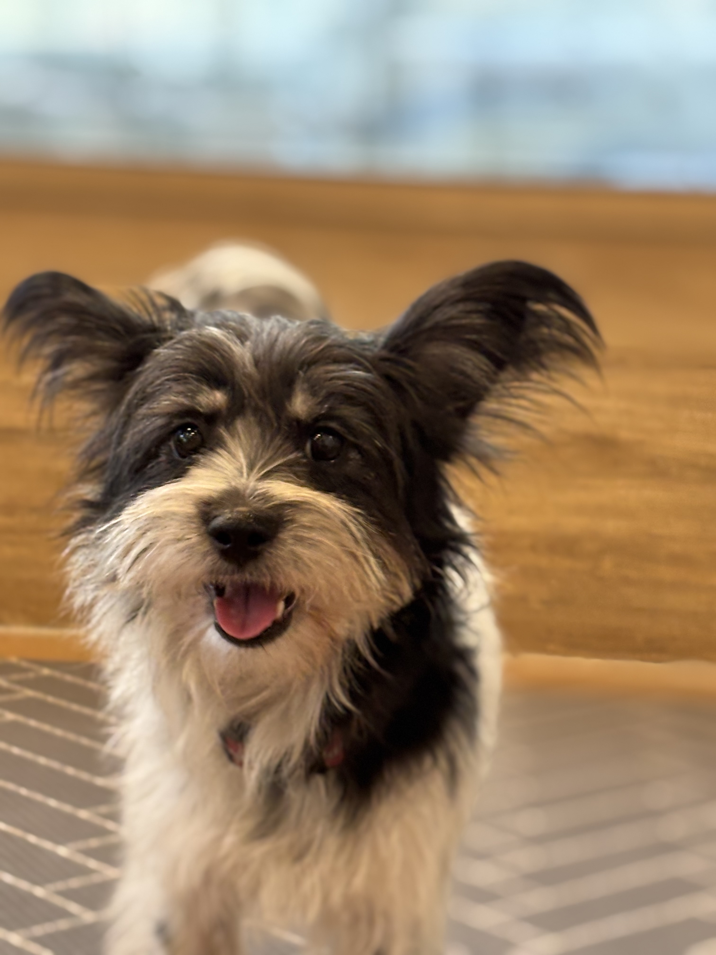 9ff6824c08da32726766aa191b43e3a6_1765420404_1792.jpg 9ff6824c08da32726766aa191b43e3a6_1765420404_1792.jpg