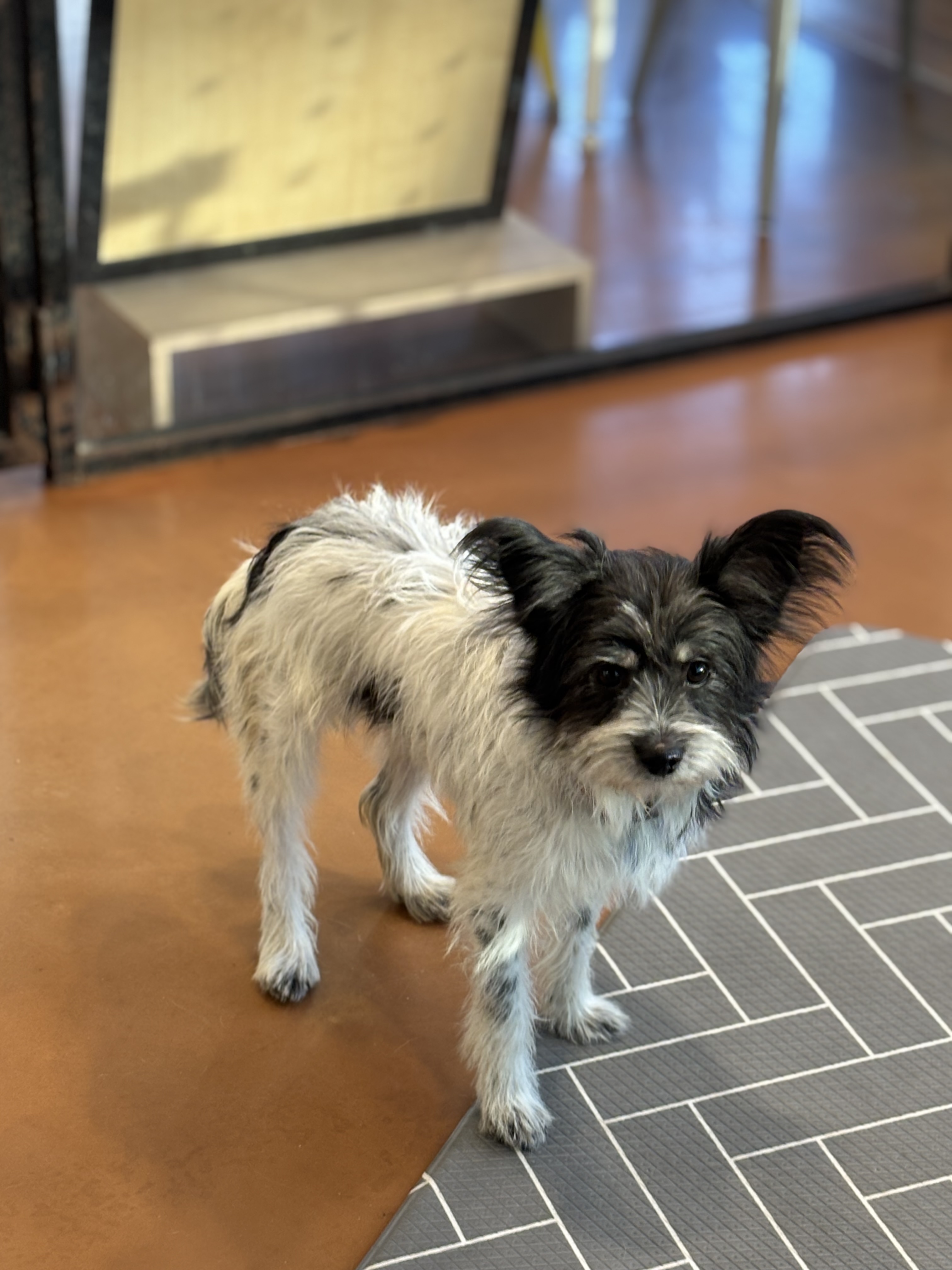 9ff6824c08da32726766aa191b43e3a6_1765420408_9001.jpg 9ff6824c08da32726766aa191b43e3a6_1765420408_9001.jpg